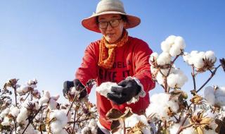新疆棉花怎么种植 新疆棉花事件来龙去脉